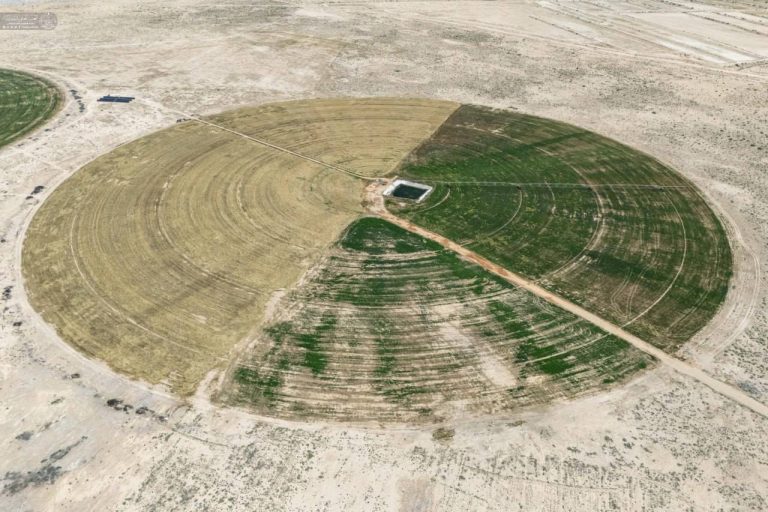 Trabajos agrícolas y cosecha en el proyecto de la Granja Fadak del Santuario del Imam Alí.