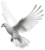 bird-R